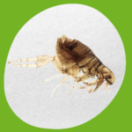 مكافحة البراغيث