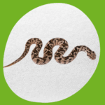 مكافحة الثعابين