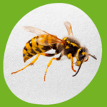 مكافحة الدبابير