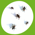 مكافحة الذباب