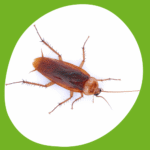 مكافحة الصراصير