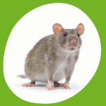 مكافحة الفئران