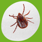 مكافحة القراد