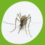 مكافحة الناموس