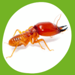 مكافحة النمل الأبيض