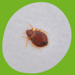 مكافحة بق الفراش