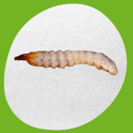 مكافحة سوس الخشب